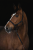 8155FCED-48BE-4DD1-B3E8-075719490C2D.png