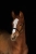 DSC_7984_Original.jpeg