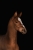 DSC_8041_Original.jpeg